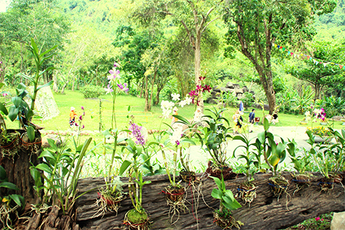 hánh Hòa: Khai trương vườn lan ở Công viên du lịch Yang Bay
