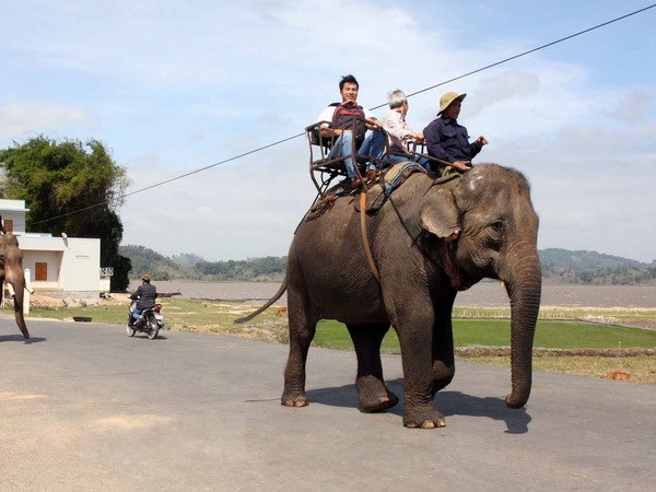 Vườn Quốc gia Yok Đôn chuyển đổi loại hình du lịch “cưỡi voi”